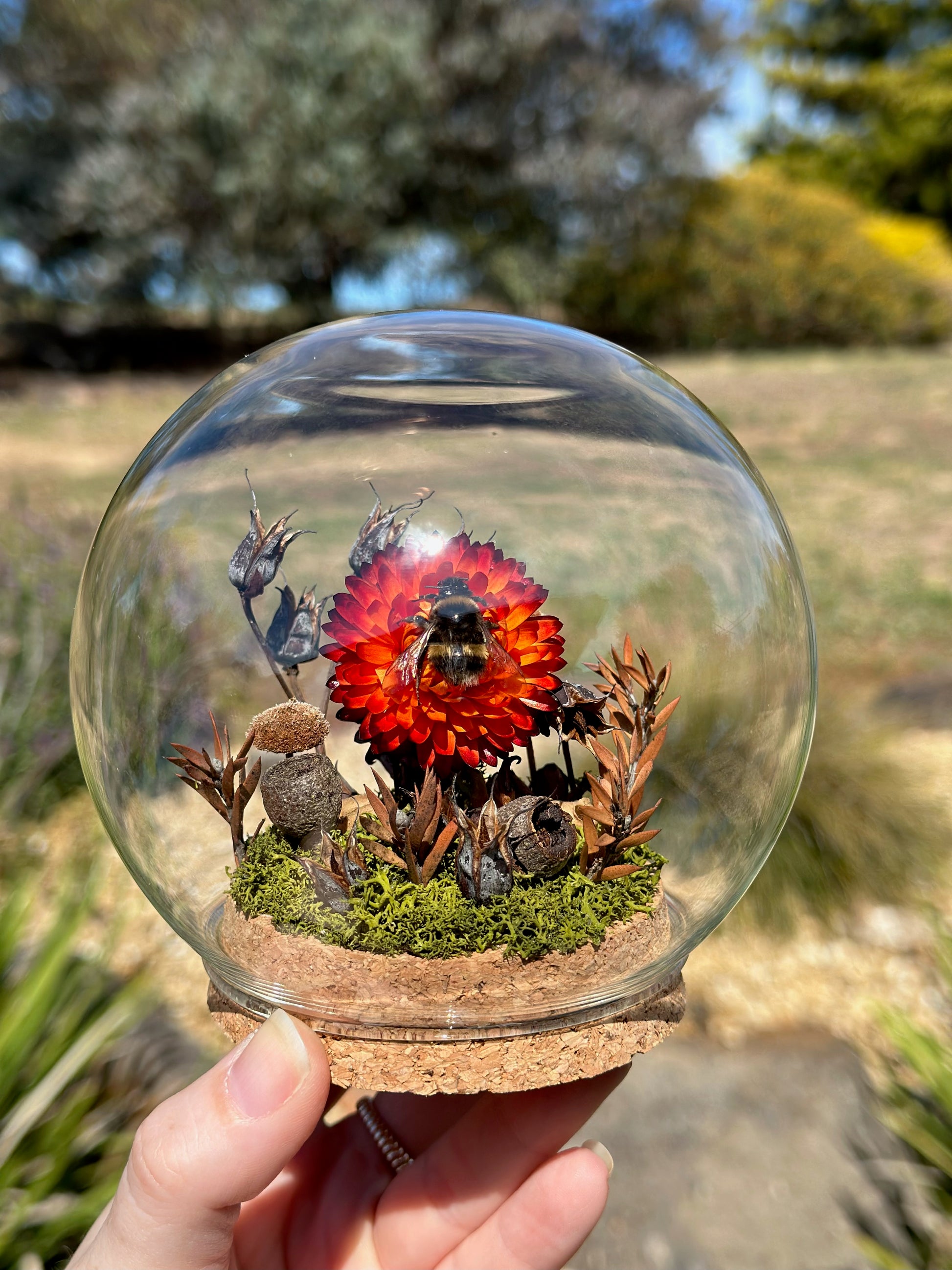 A bumble bee on a strawflower in a glass globe with preserved florals. 