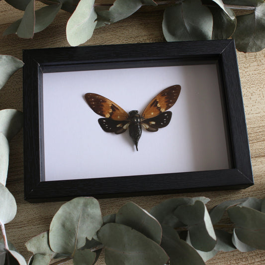 A butterfly cicada in a black shadow box frame