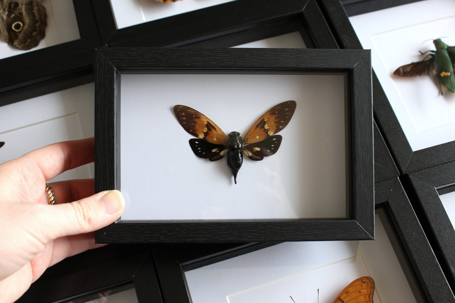 A butterfly cicada in a black shadow box frame