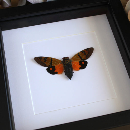 A Callogaeana festiva cicada in a black shadow box frame