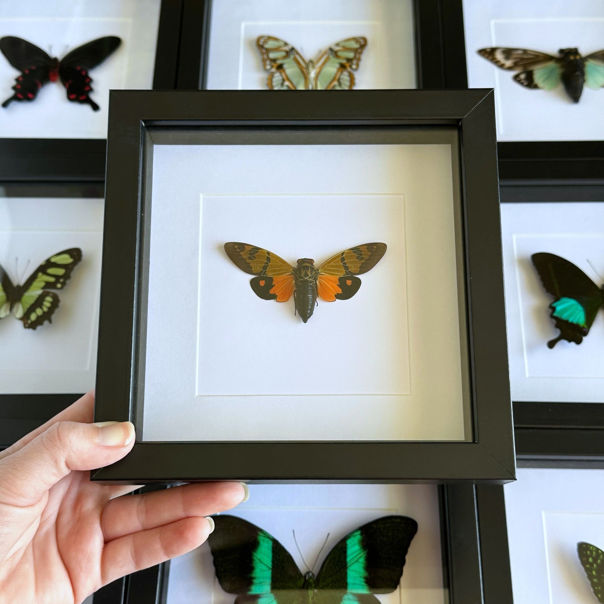 A Callogaeana festiva cicada in a black shadow box frame