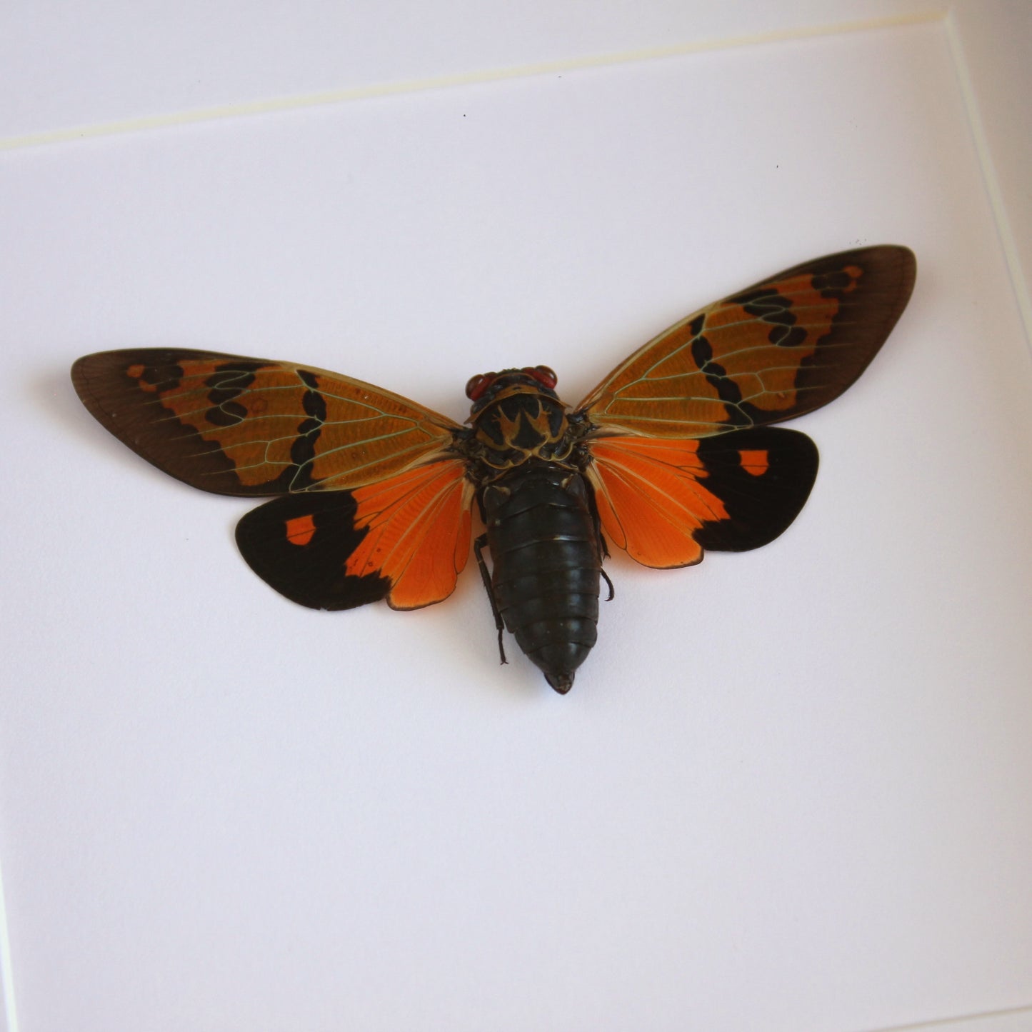 A Callogaeana festiva cicada in a black shadow box frame