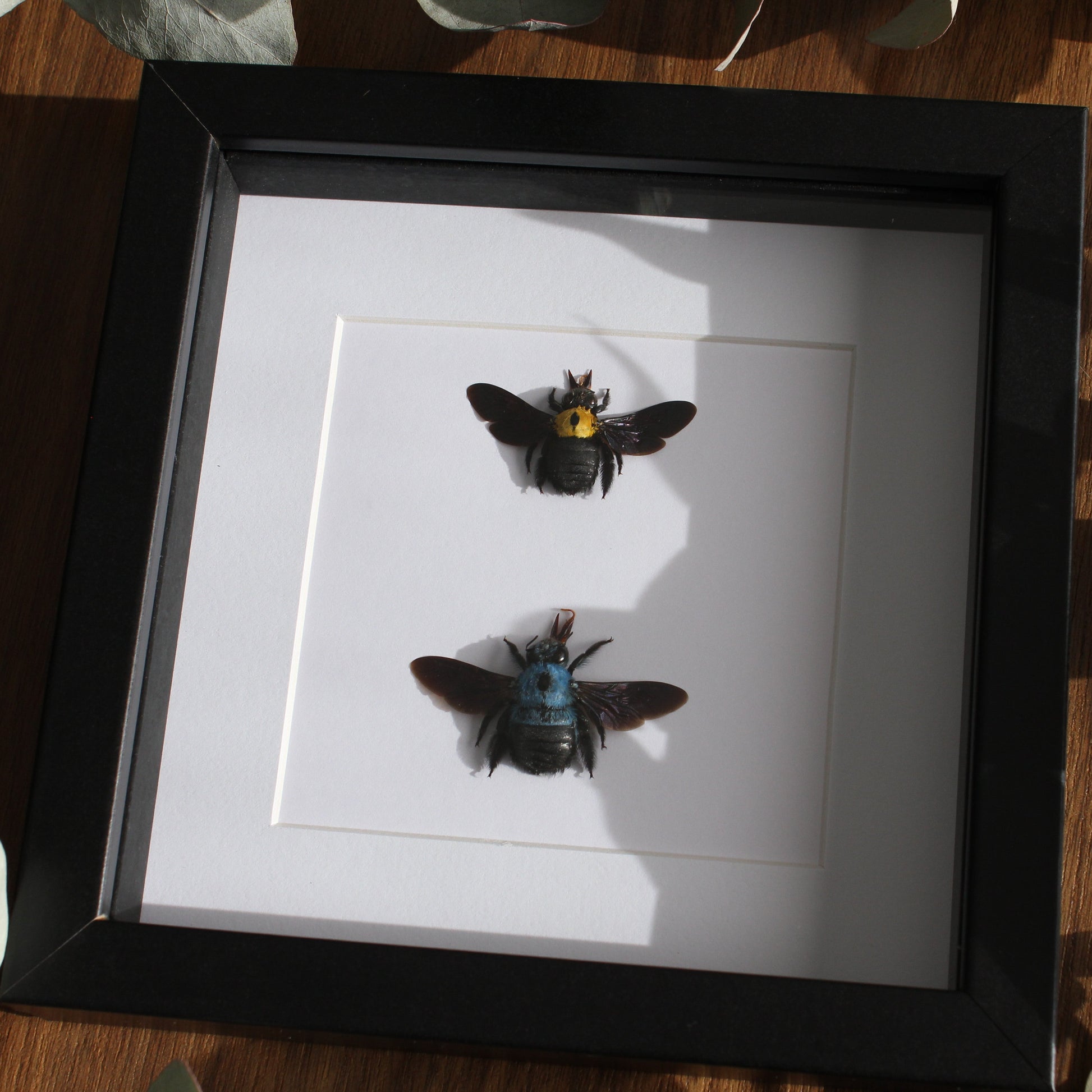 Two beautiful blue and yellow Carpenter Bees (Xylocopa caerulea and Xylocopa aestuans) mounted onto white backing in a black shadow box frame.