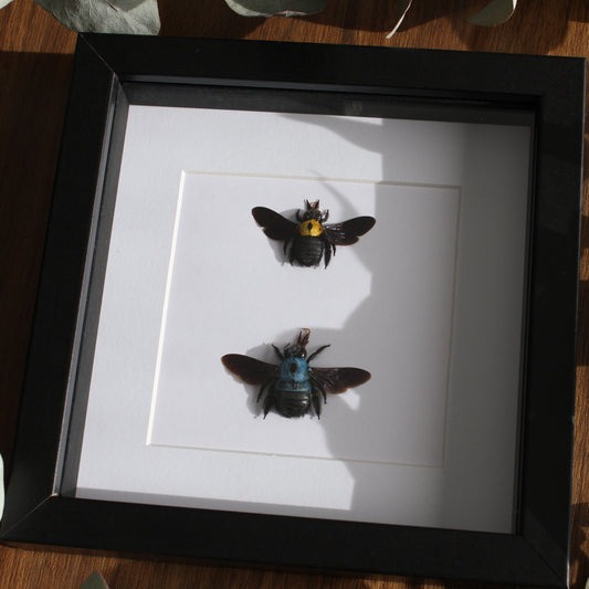 Two beautiful blue and yellow Carpenter Bees (Xylocopa caerulea and Xylocopa aestuans) mounted onto white backing in a black shadow box frame.