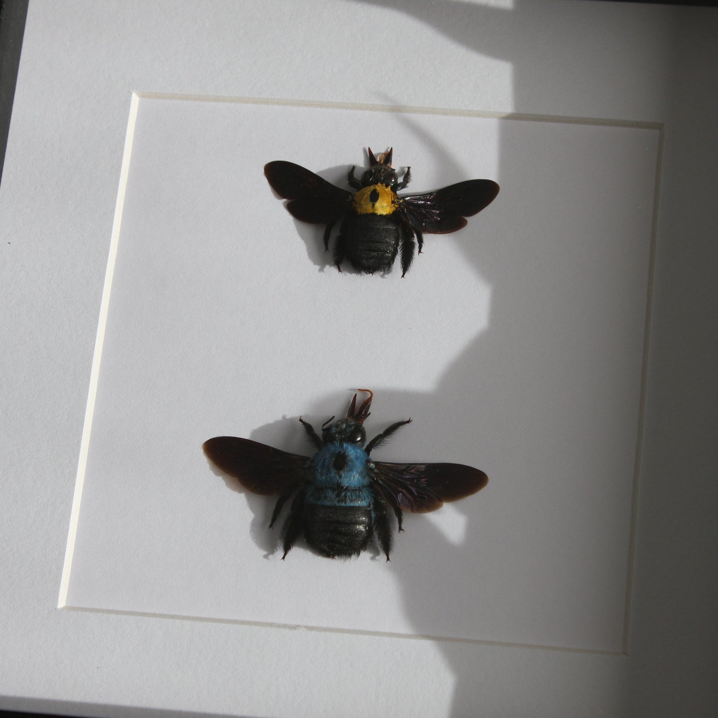 Two beautiful blue and yellow Carpenter Bees (Xylocopa caerulea and Xylocopa aestuans) mounted onto white backing in a black shadow box frame.