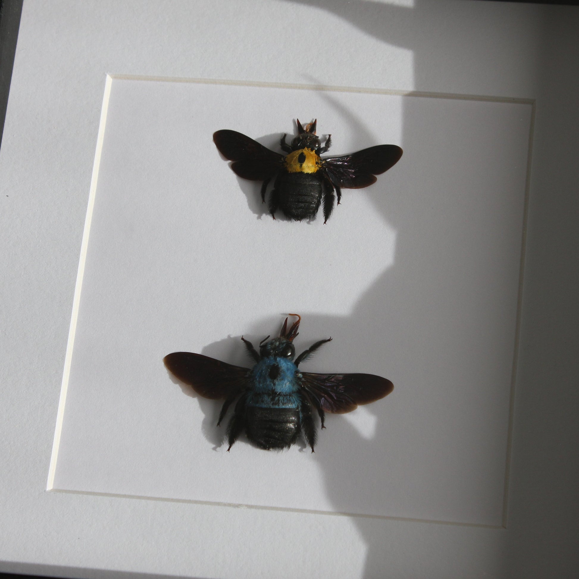 Two beautiful blue and yellow Carpenter Bees (Xylocopa caerulea and Xylocopa aestuans) mounted onto white backing in a black shadow box frame.
