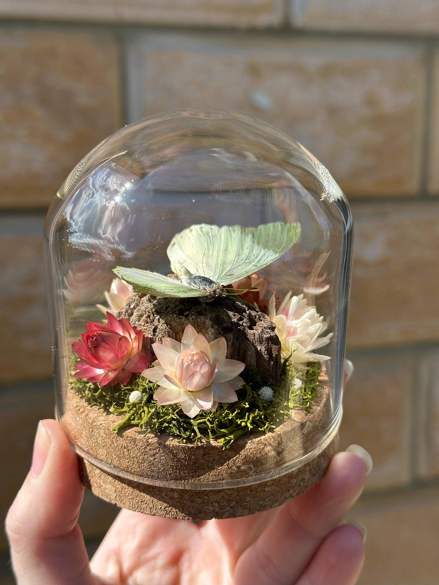 A common green charaxes butterfly (Charaxes eupale) with dried strawflowers in a glass dome