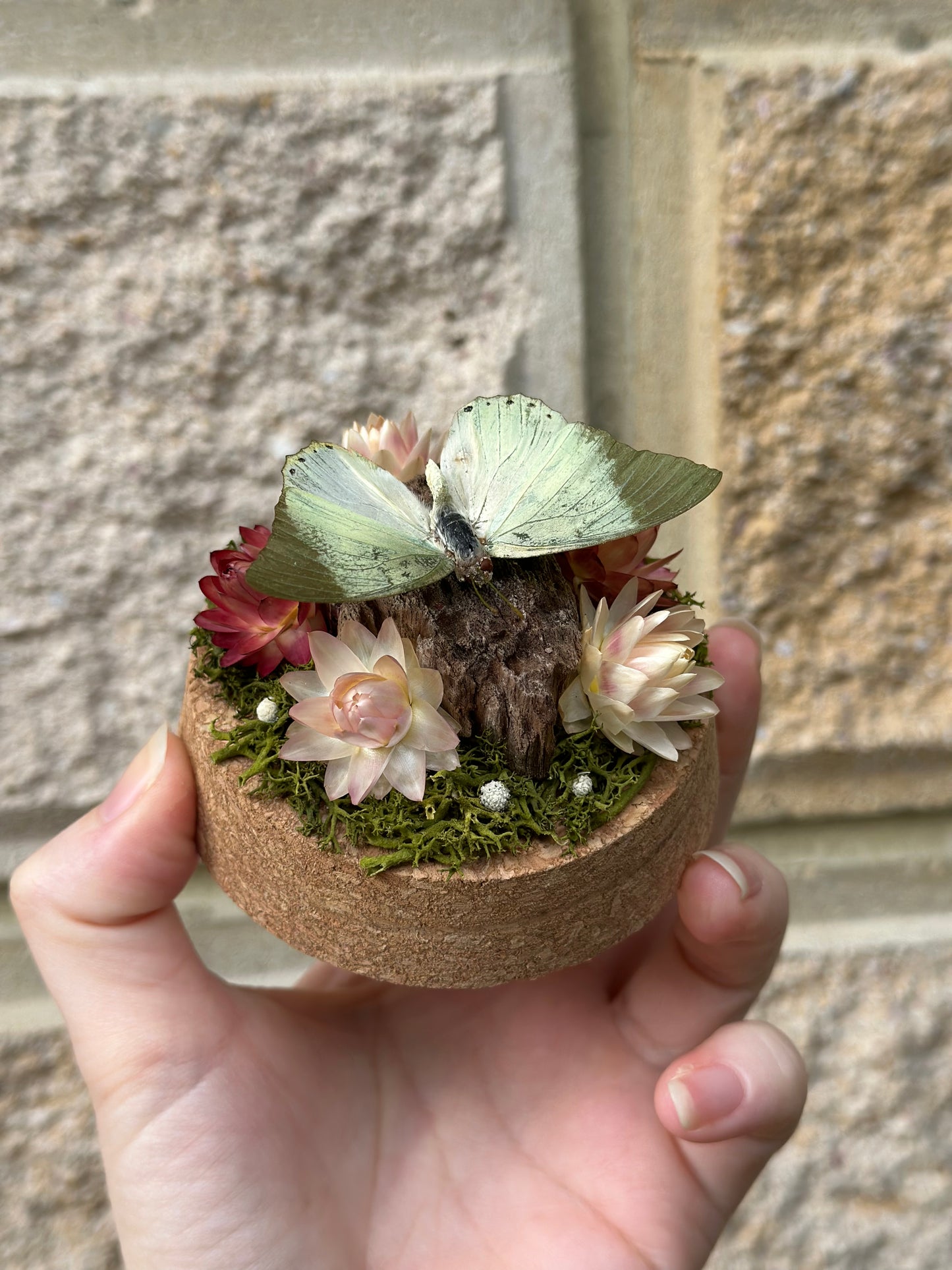 A common green charaxes butterfly (Charaxes eupale) with dried strawflowers in a glass dome