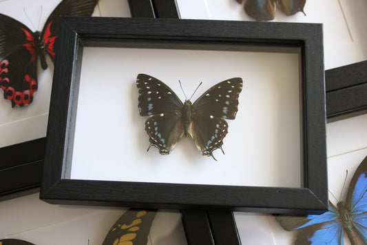 Common Blue Charaxes (Charaxes tridates) Frame
