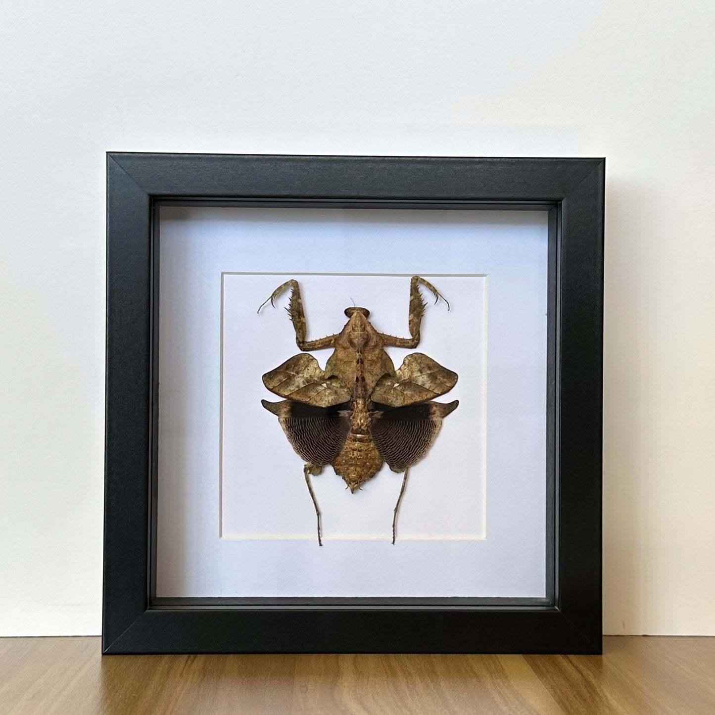 Dead Leaf Mantis (Deroplatys lobata) in a shadow box frame