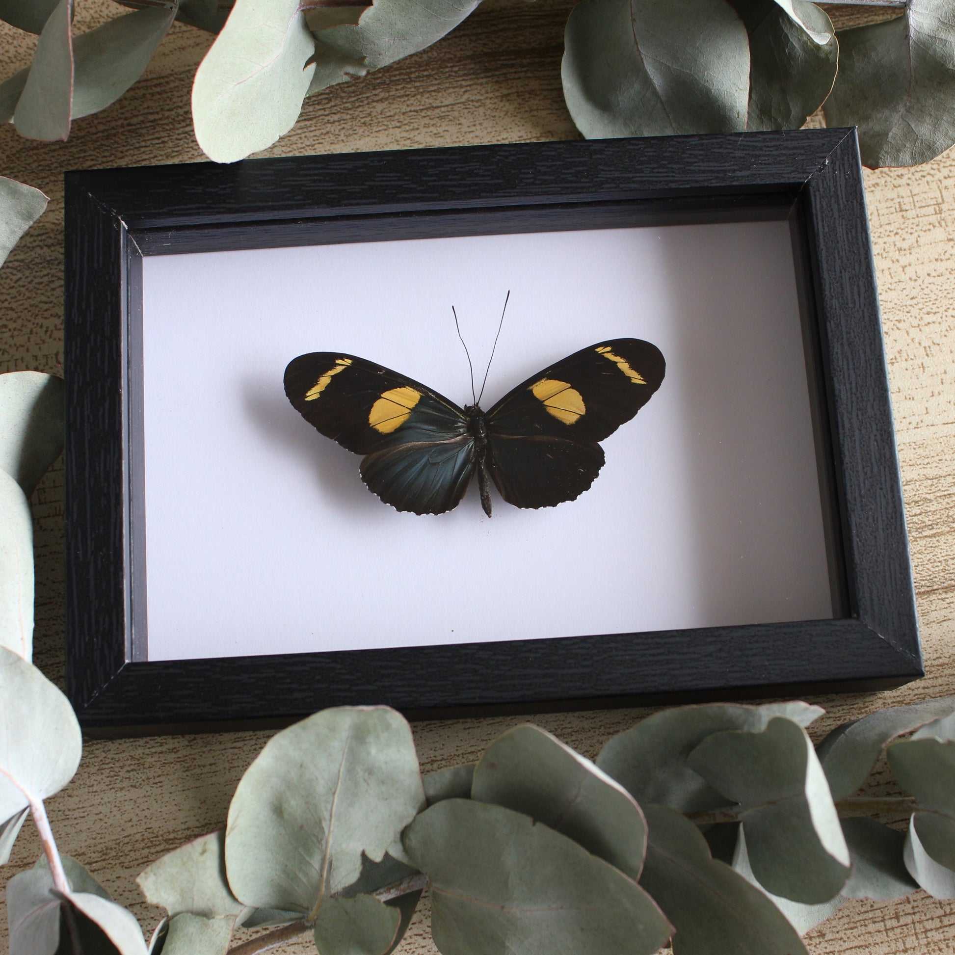 A Doris Longwing Butterfly (Heliconius doris) in a black shadow box frame