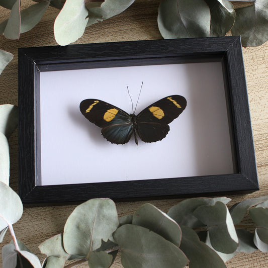 A Doris Longwing Butterfly (Heliconius doris) in a black shadow box frame