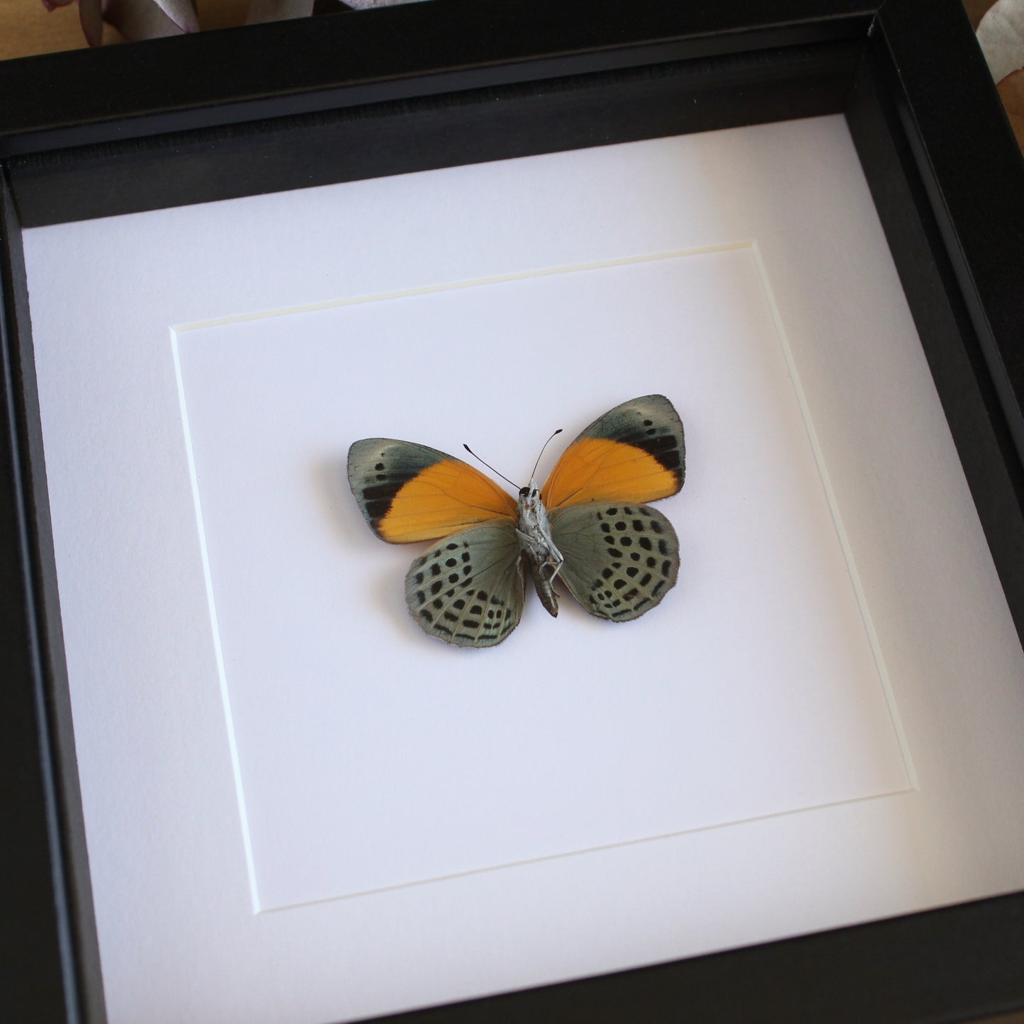 A Dotted Glory butterfly (Asterope markii) in a black shadow box frame