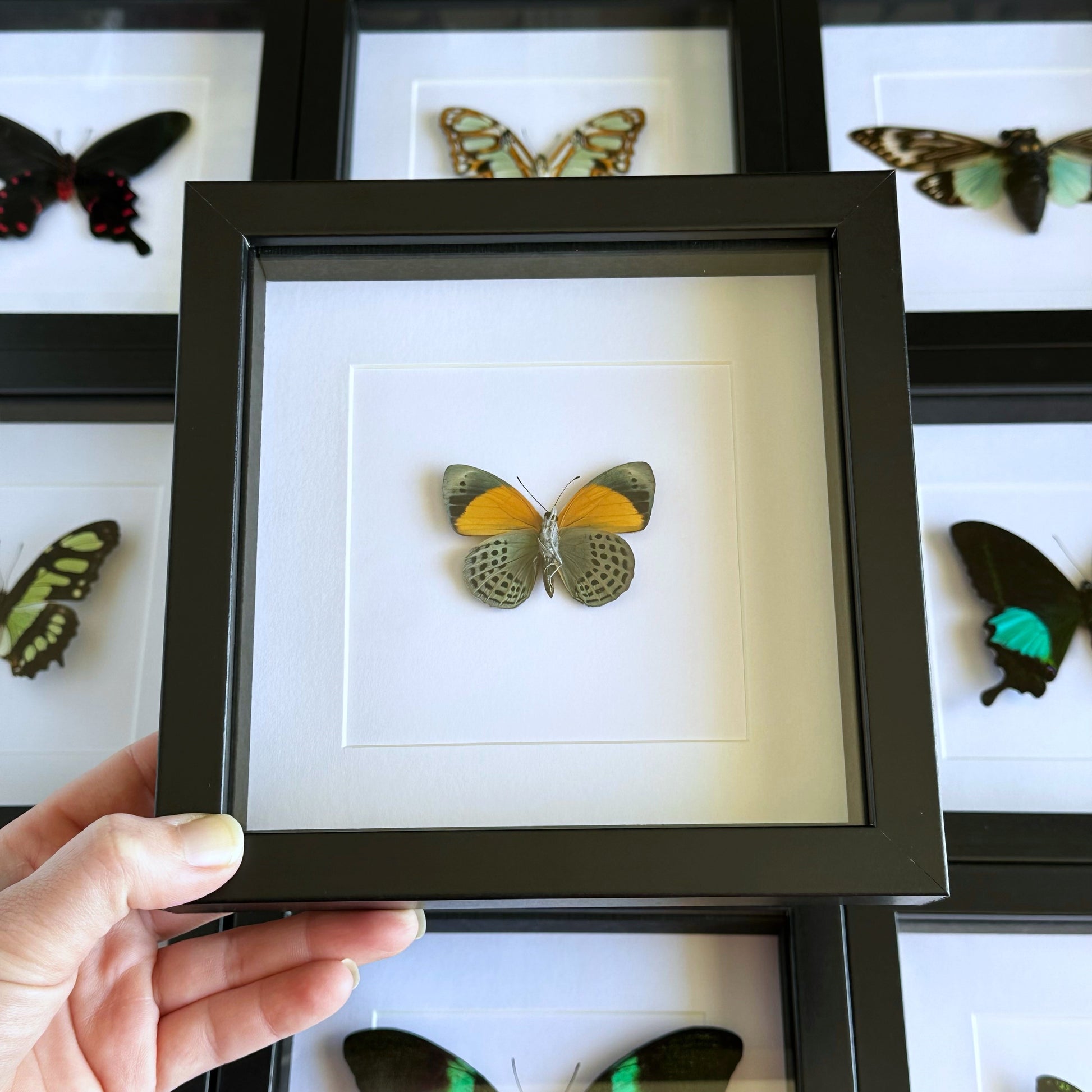 A Dotted Glory butterfly (Asterope markii) in a black shadow box frame