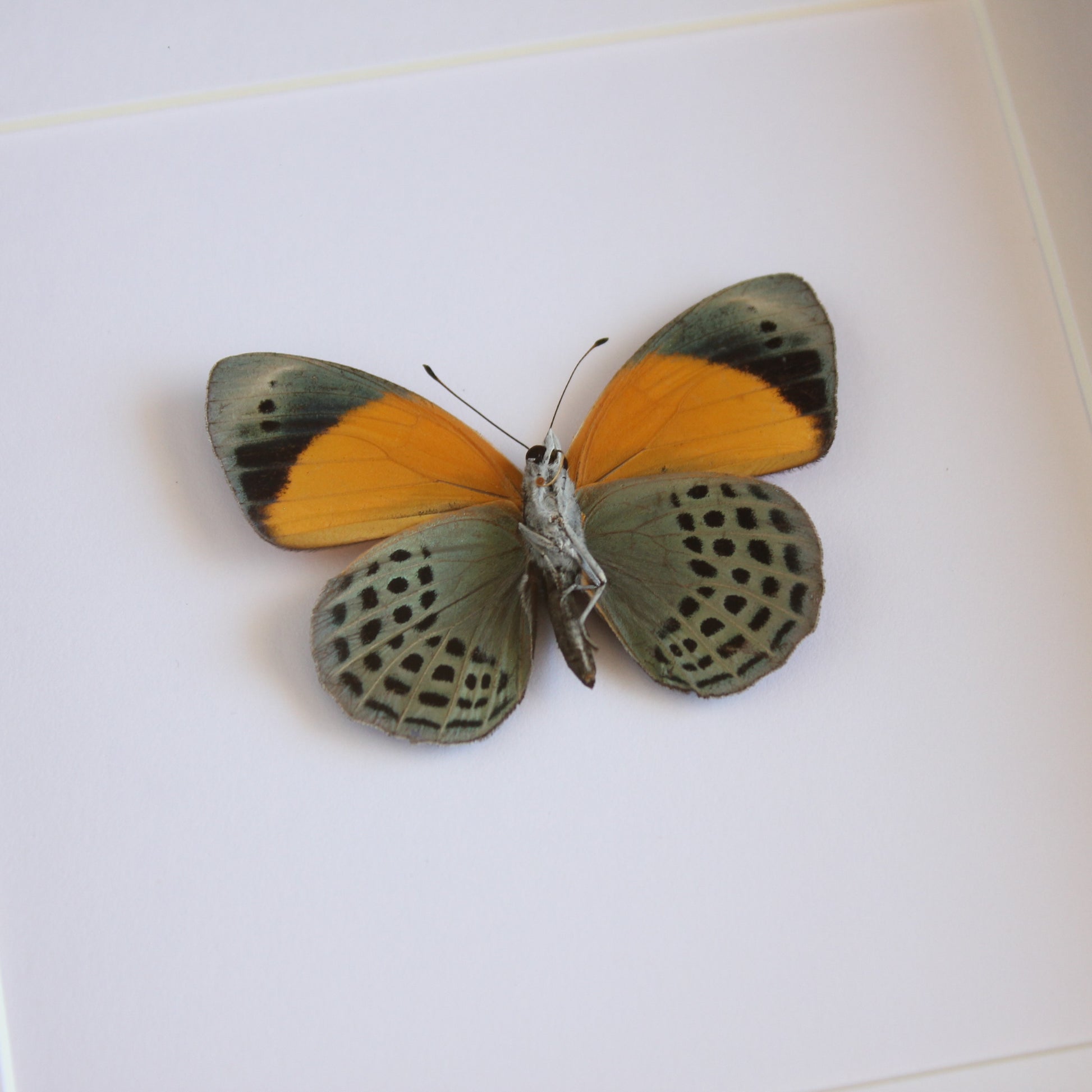 A Dotted Glory butterfly (Asterope markii) in a black shadow box frame