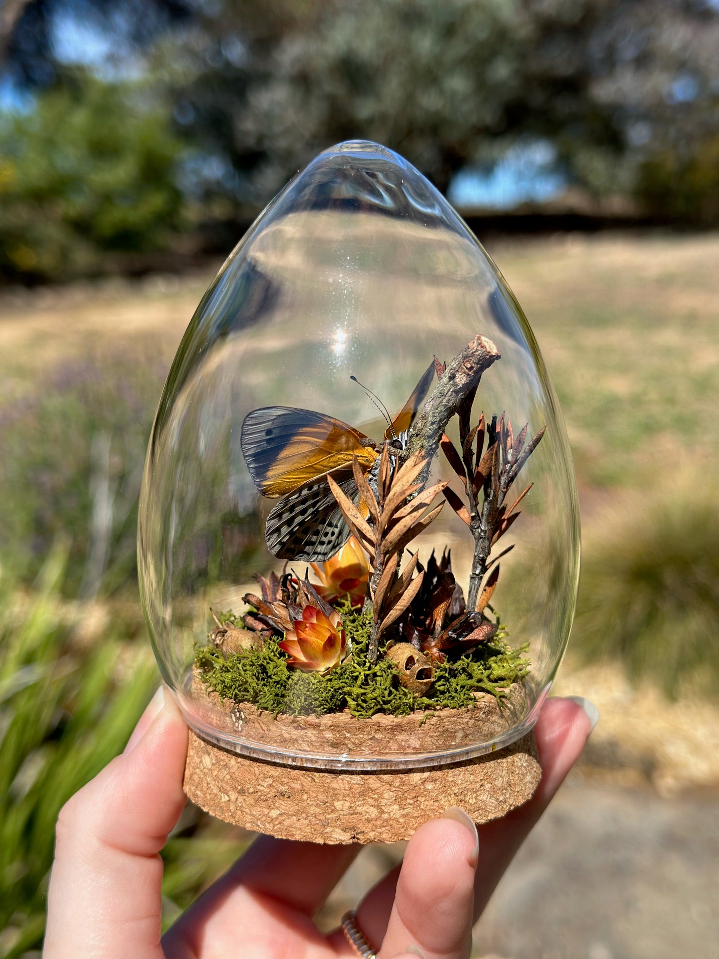 A Dotted Glory Butterfly (Asterope markii) in a egg shaped glass dome with preserved florals