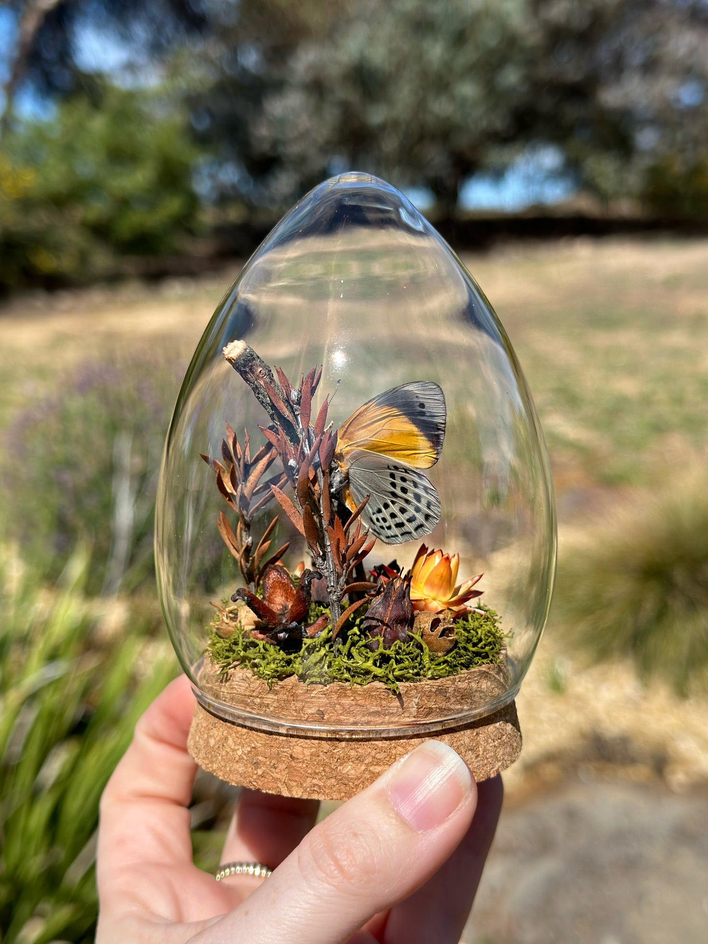 A Dotted Glory Butterfly (Asterope markii) in a egg shaped glass dome with preserved florals