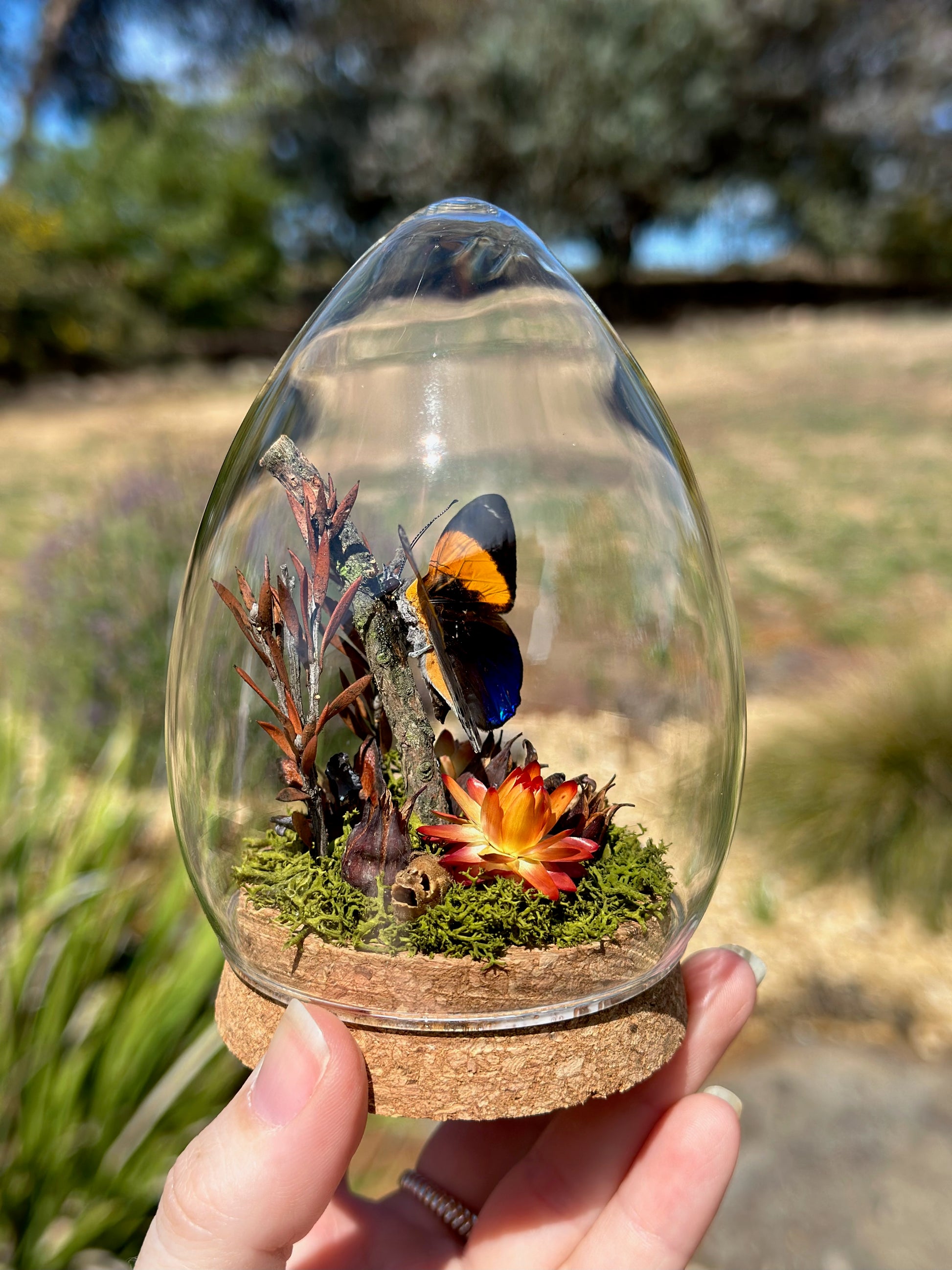 A Dotted Glory Butterfly (Asterope markii) in a egg shaped glass dome with preserved florals