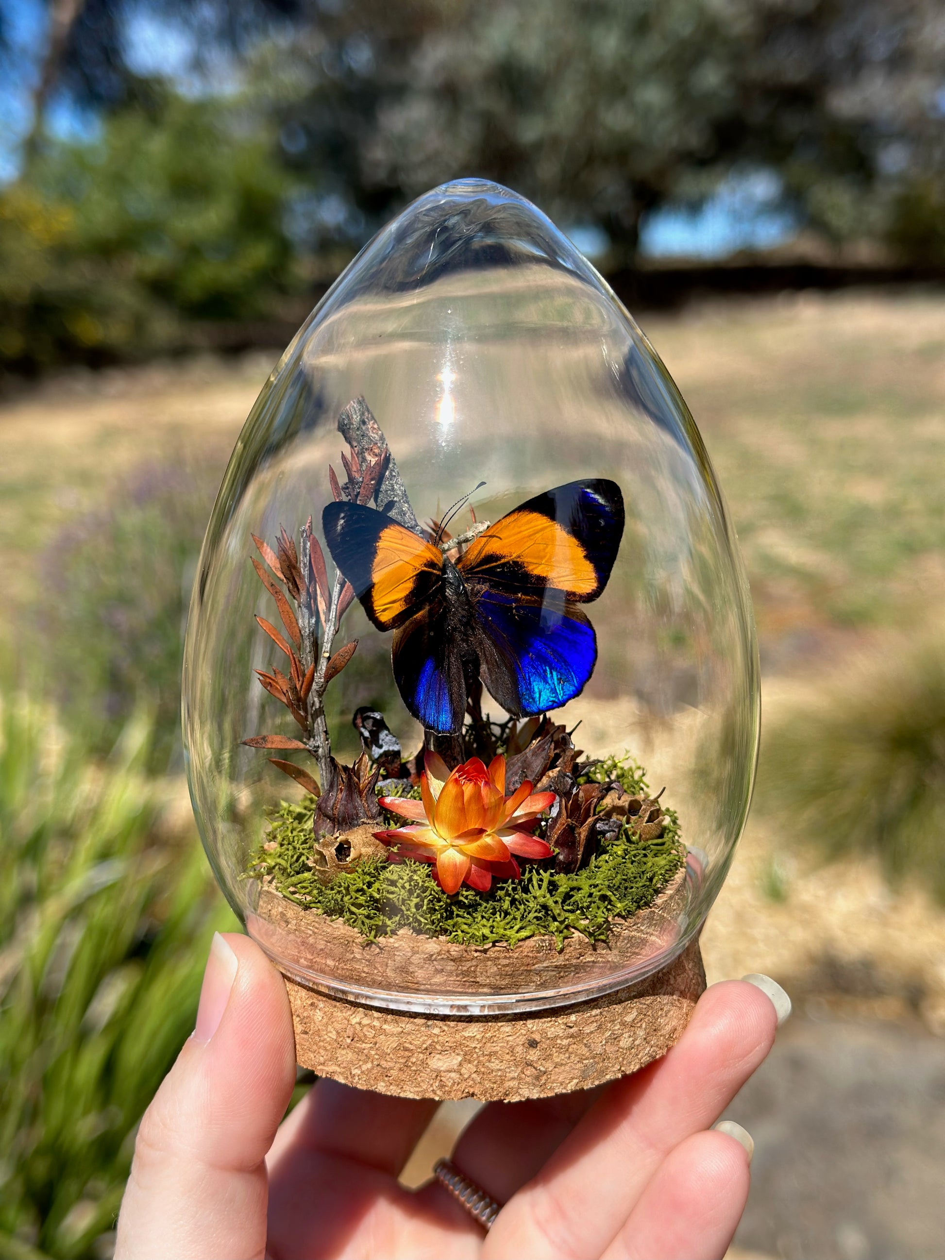 A Dotted Glory Butterfly (Asterope markii) in a egg shaped glass dome with preserved florals