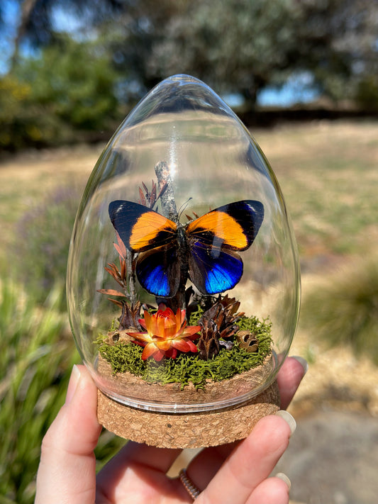 A Dotted Glory Butterfly (Asterope markii) in a egg shaped glass dome with preserved florals