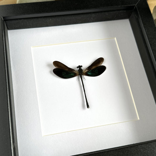 A Sundanese Gossamerwing Dragonfly/Damselfly (Euphaea variegata) in a black shadow box frame