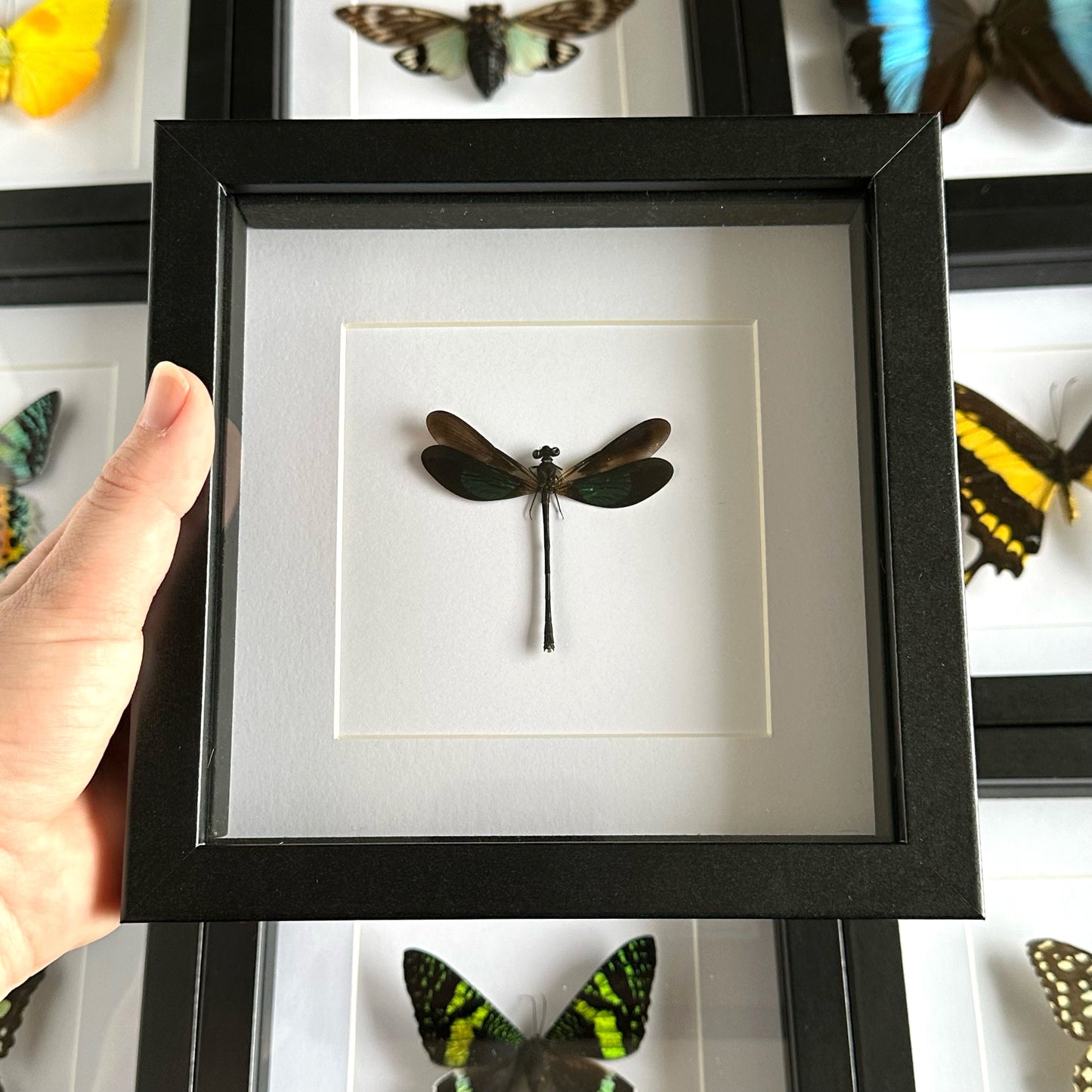 A Sundanese Gossamerwing Dragonfly/Damselfly (Euphaea variegata) in a black shadow box frame