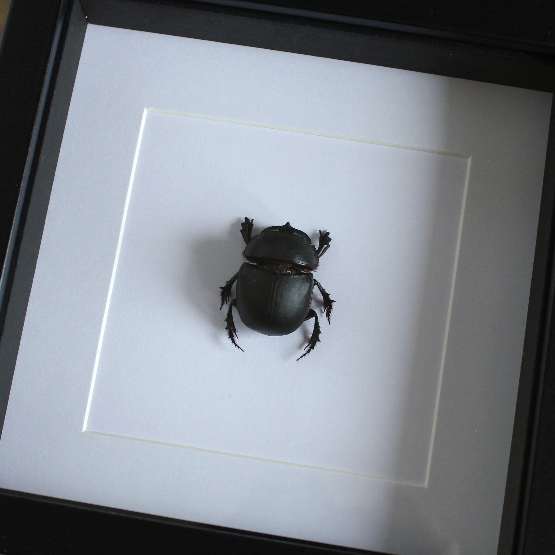 A Elephant Dung Beetle (Heliocopris bucephalus) in a black shadow box frame