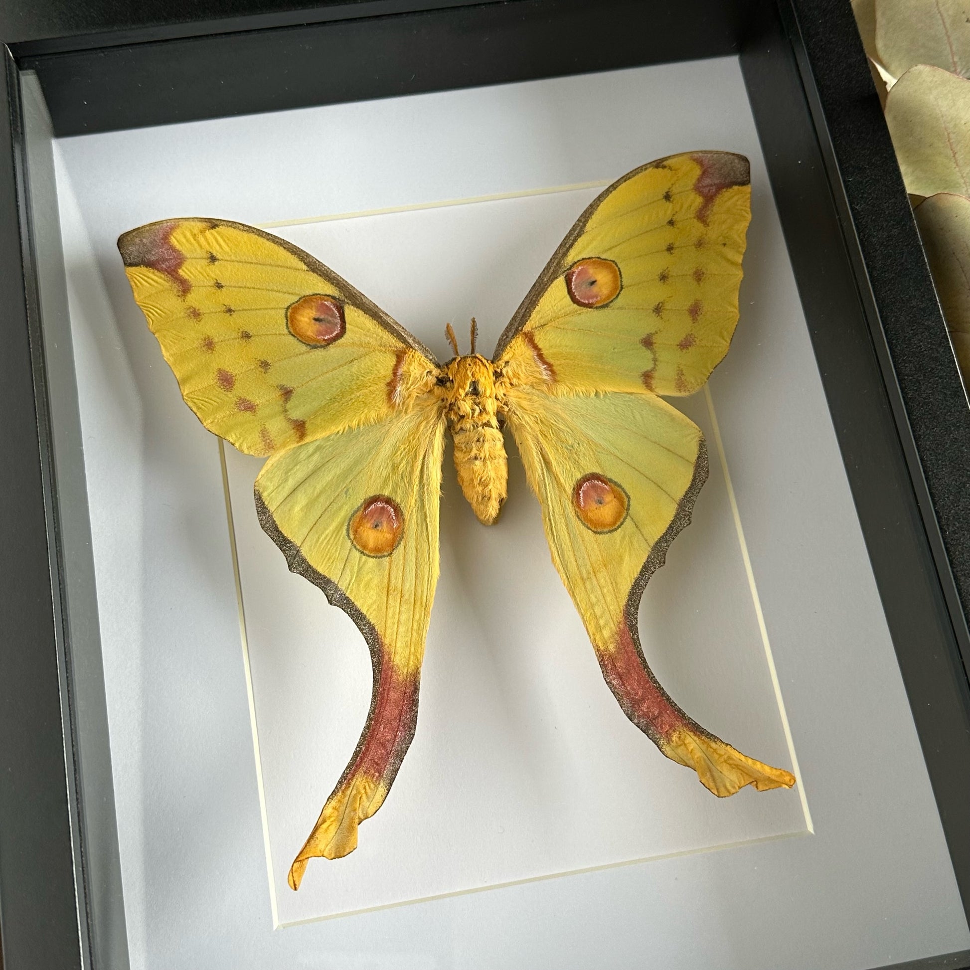 A Female Comet Moth/Madagascan Moon Moth (Argema mittrei) in a black shadow box frame