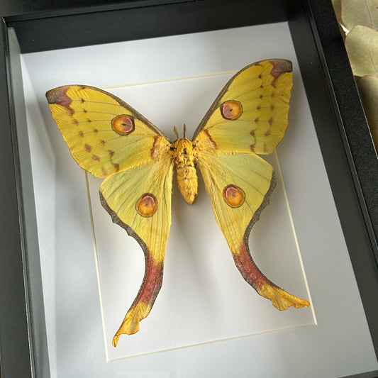 A Female Comet Moth/Madagascan Moon Moth (Argema mittrei) in a black shadow box frame