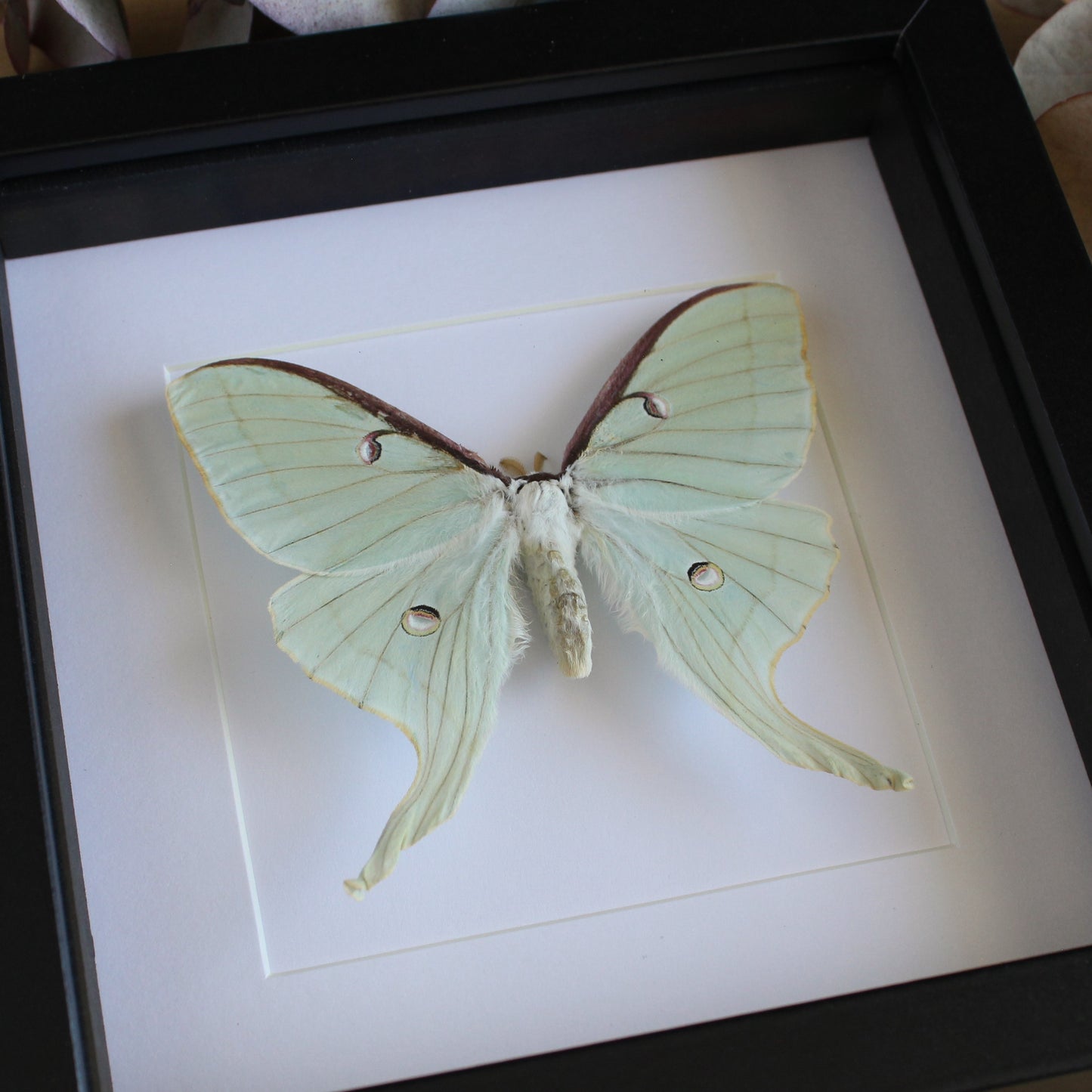 A Female Luna Moth (Actias luna) in a black shadow box frame