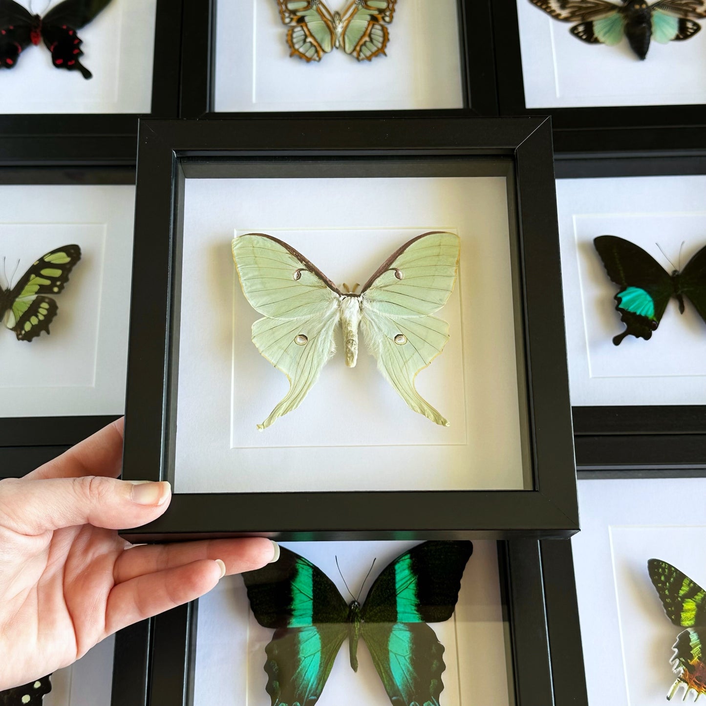 A Female Luna Moth (Actias luna) in a black shadow box frame