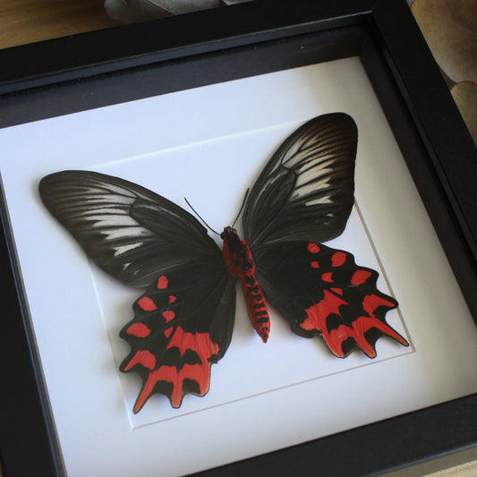 A Female Vampire Butterfly (Atrophaneura semperi) in a black shadow box frame