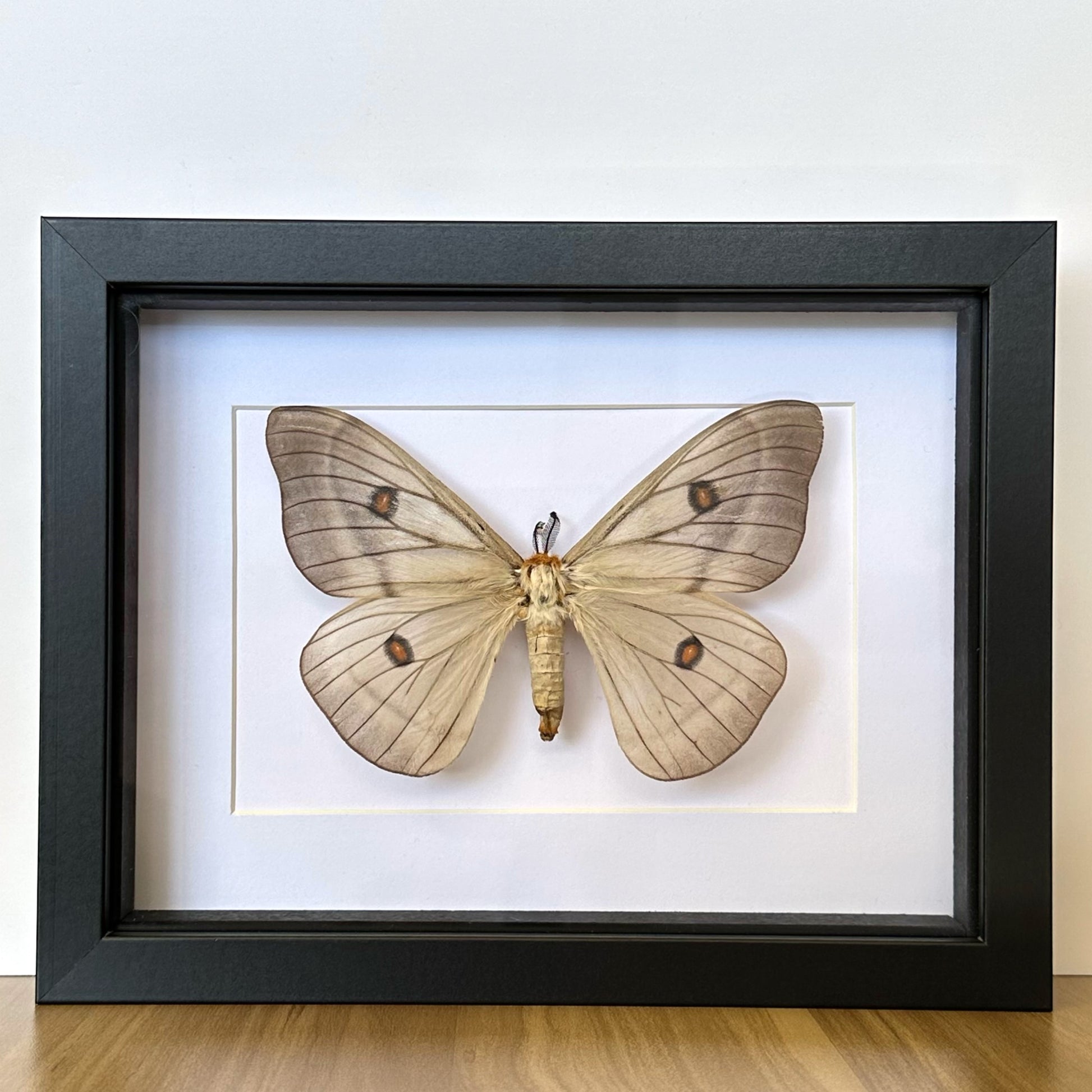 Female Ghostly Silk Moth (Ceranchia apollina) in a shadow box frame