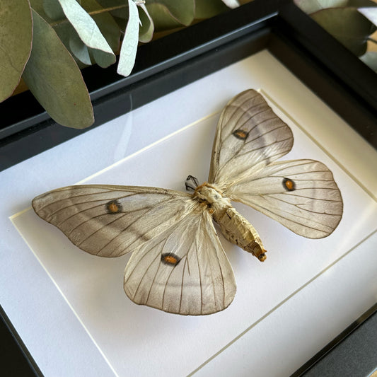 Female Ghostly Silk Moth (Ceranchia apollina) in a shadow box frame