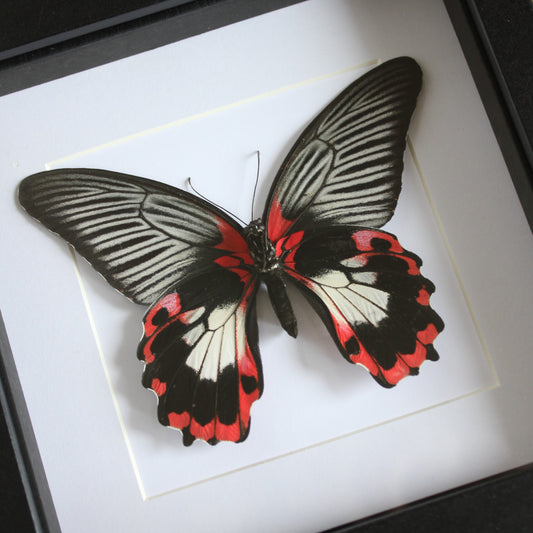 A female Scarlet Mormon Butterfly (Papilio rumanzovia) in a black shadow box frame