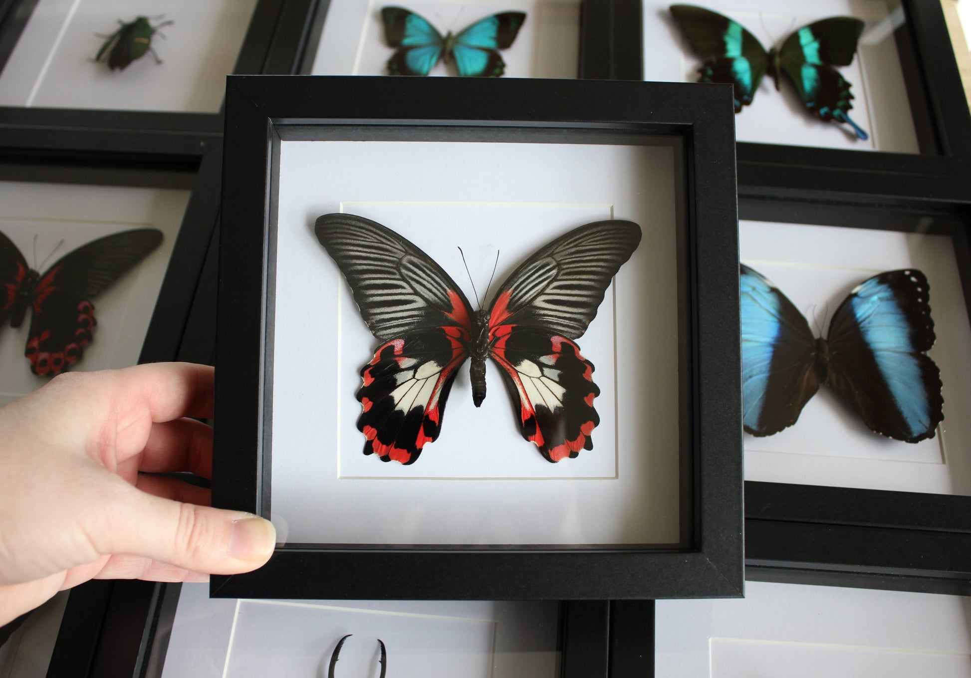 A female Scarlet Mormon Butterfly (Papilio rumanzovia) in a black shadow box frame