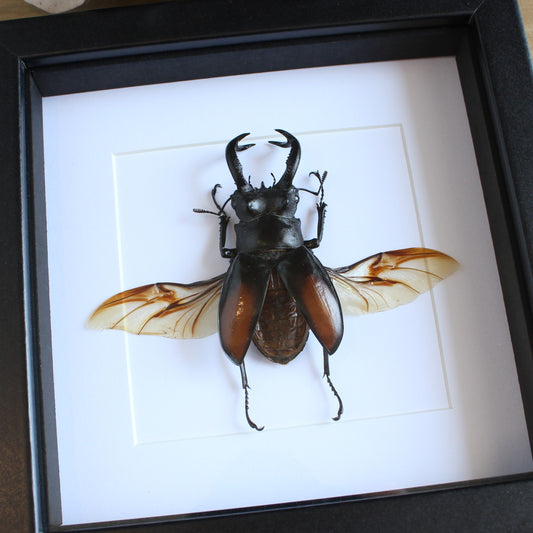 A Fighting Giant stag Beetle (Hexarthrius parryi paradoxus) in a black shadow box frame