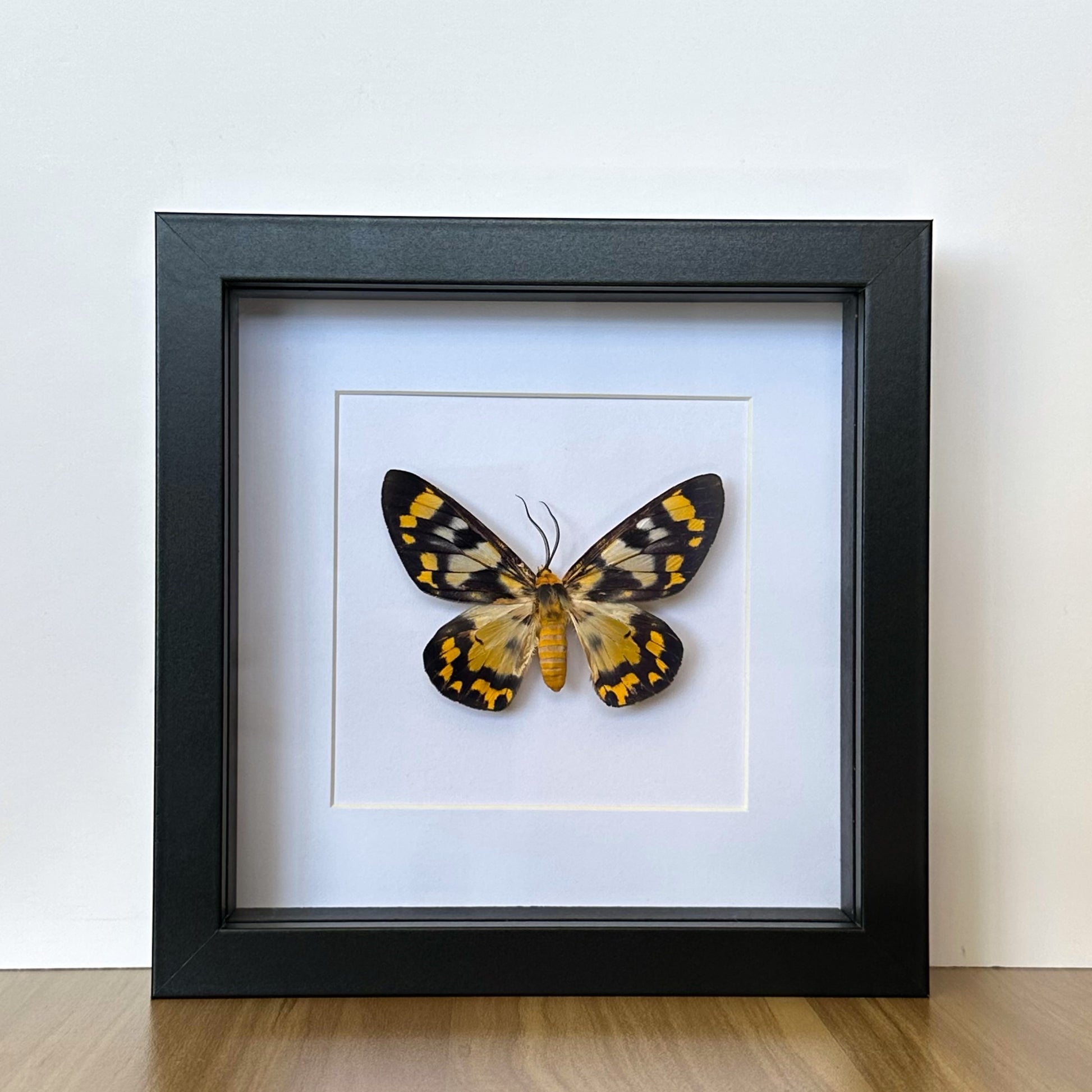 Four O'Clock Moth (Dysphania numana) in a shadow box frame