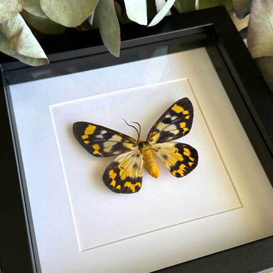 Four O'Clock Moth (Dysphania numana) in a shadow box frame