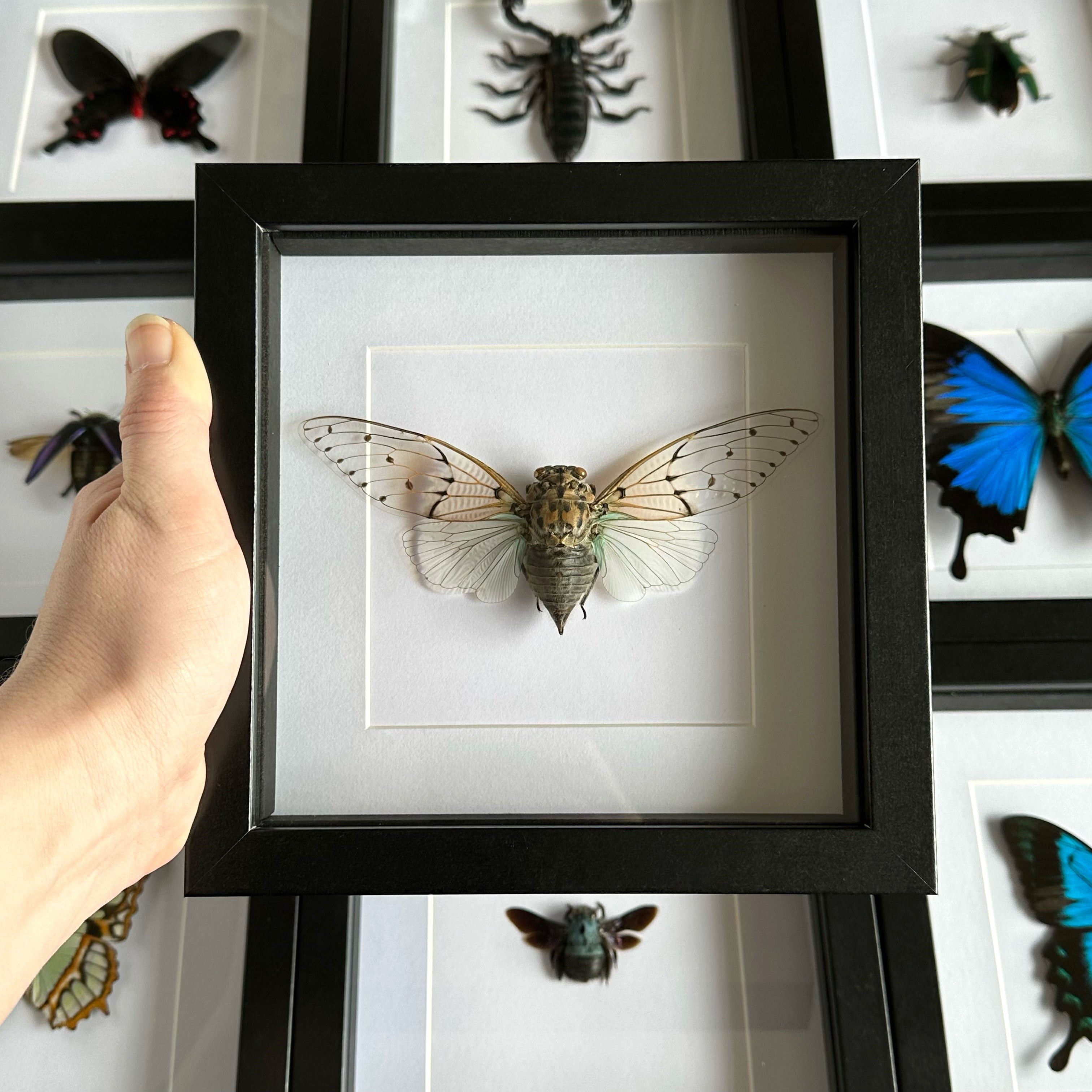 Ghost Cicada, popular Ayuthia spectabile, mounted and framed in a black shadowbox