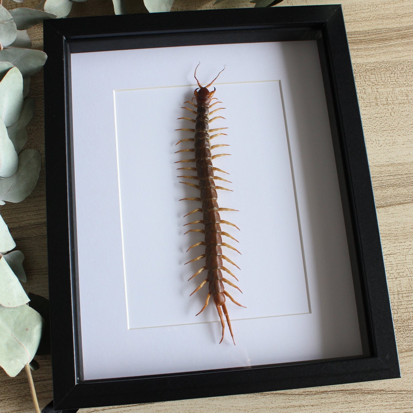 A Giant Centipede (Scolopendra subspinipes) in a black shadow box frame