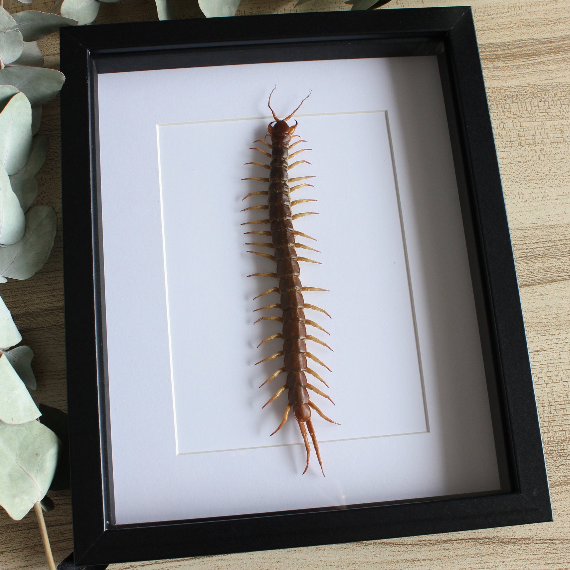 A Giant Centipede (Scolopendra subspinipes) in a black shadow box frame