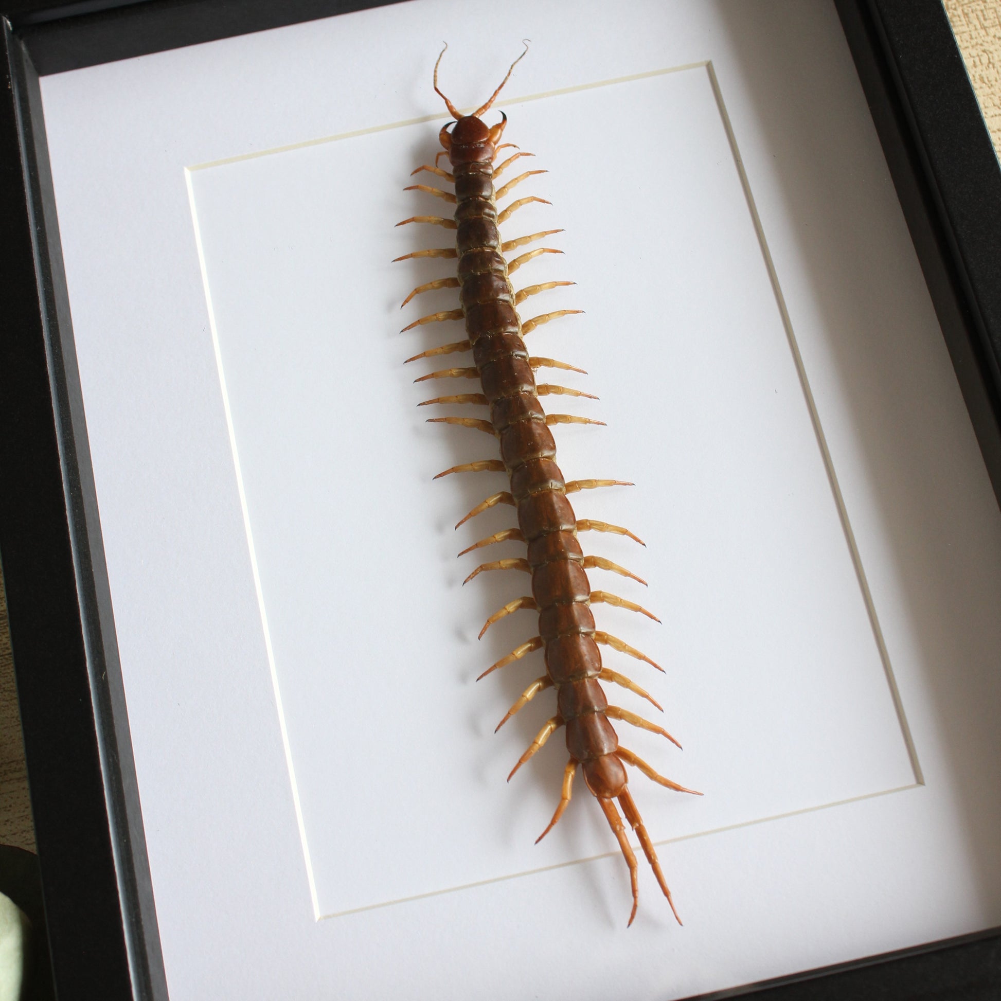 A Giant Centipede (Scolopendra subspinipes) in a black shadow box frame