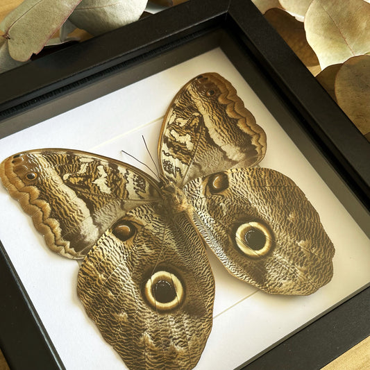 A Giant Owl Butterfly (Caligo idomeneus) in a black shadow box frame 