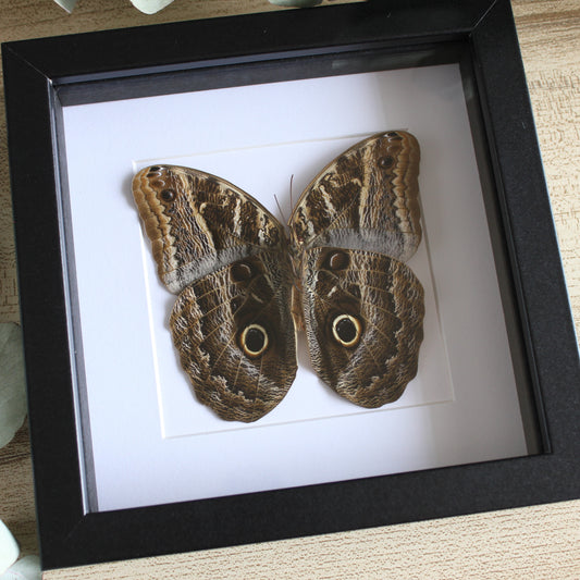 A Giant Owl Butterfly (Caligo placidianus) in a black shadow box frame