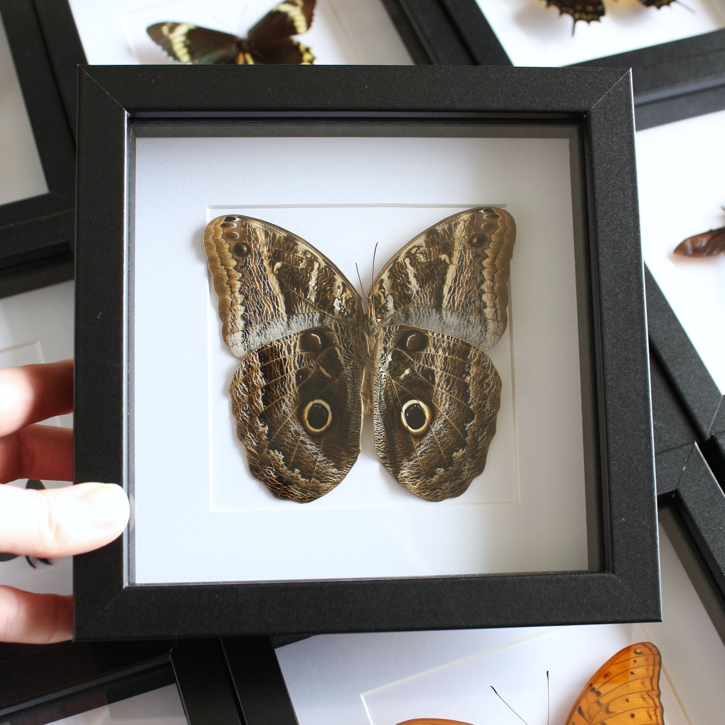 A Giant Owl Butterfly (Caligo placidianus) in a black shadow box frame