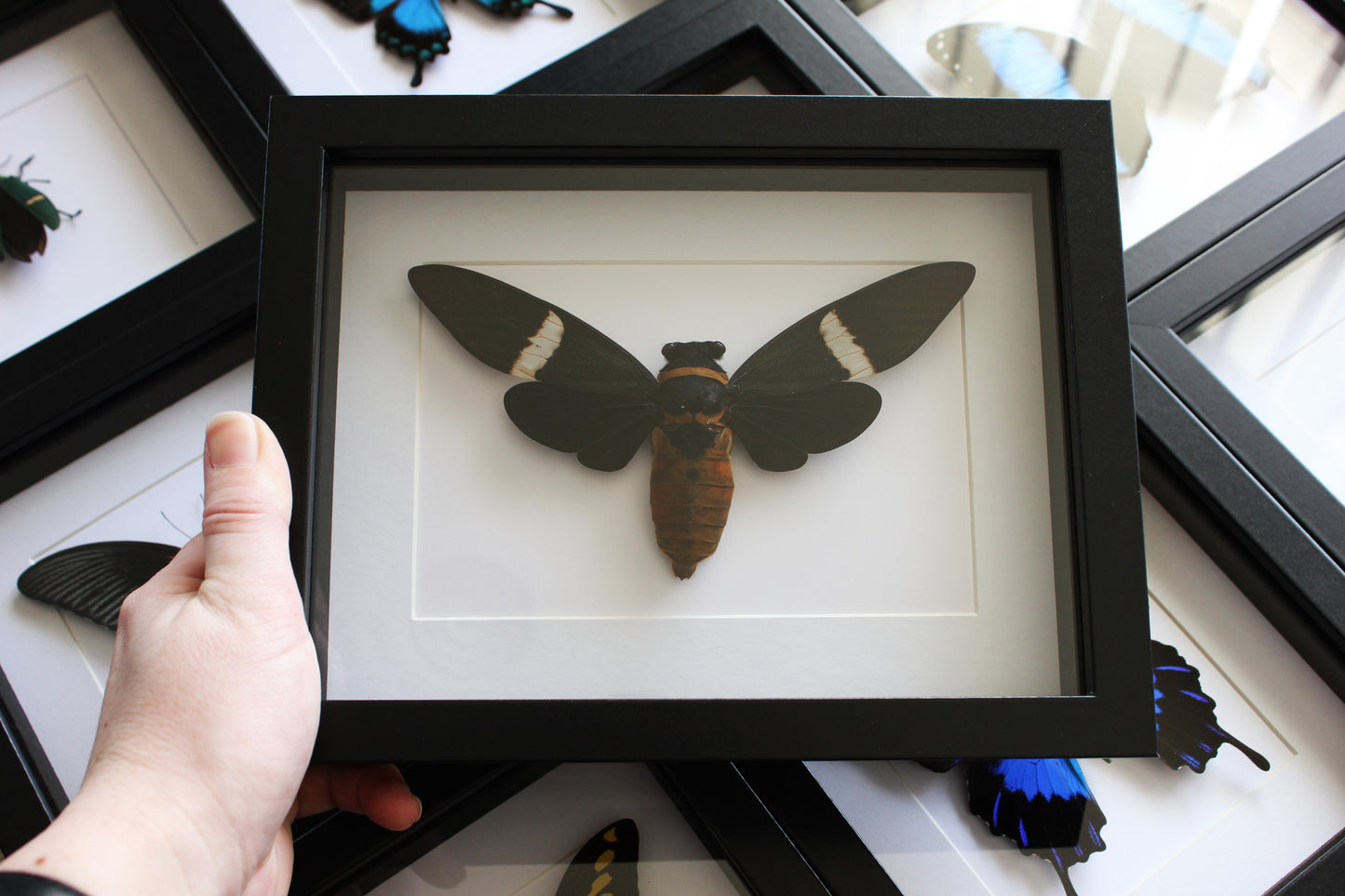 A Giant Black Cicada (Tosena albata) in a black shadow box frame