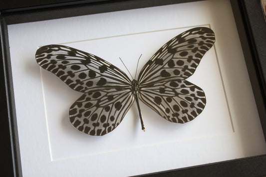 Giant silver tree nymph butterfly (Idea lynceus) frame
