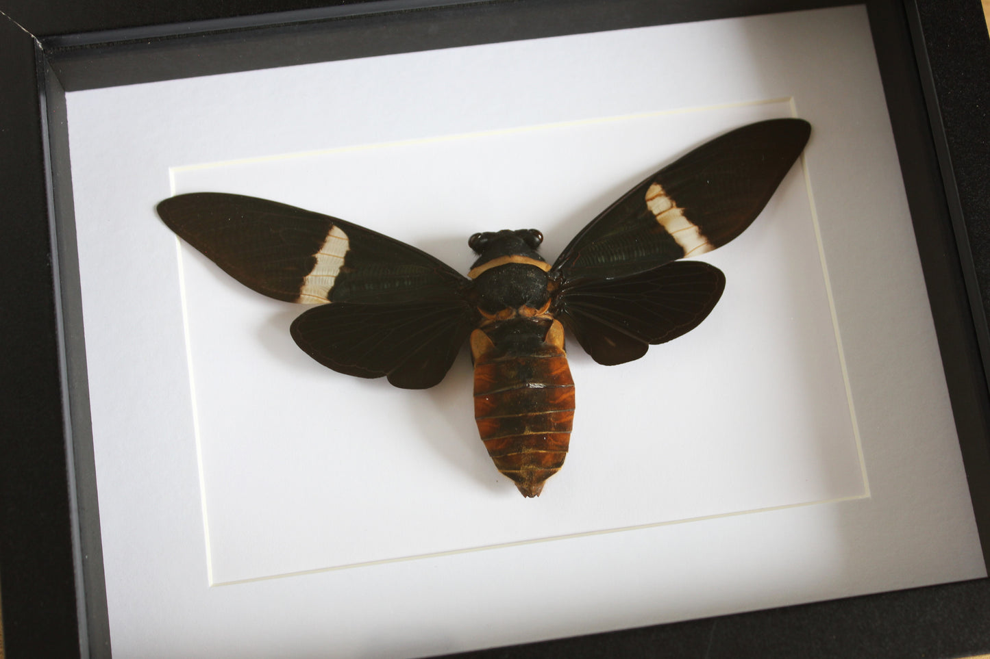 A Giant Black Cicada (Tosena albata) in a black shadow box frame