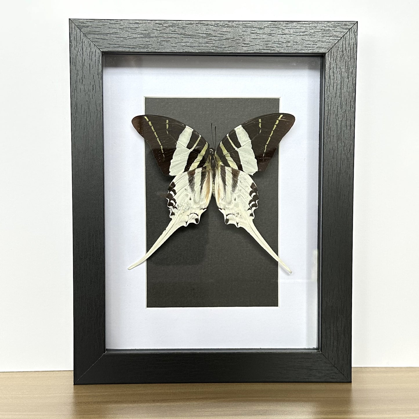 Giant Swordtail Butterfly (Graphium androcles) in a shadow box frame